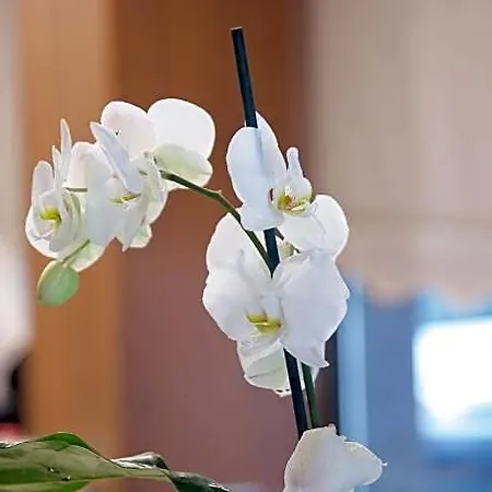 The Tango Taksim Hotel Istanbul